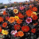 40 Dahlia Bishops Child Mix Seeds Fresh Indoor Outdoor Garden