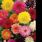 30 Giant Dahlia Showtime Mix Seeds Fresh Indoor Outdoor Garden
