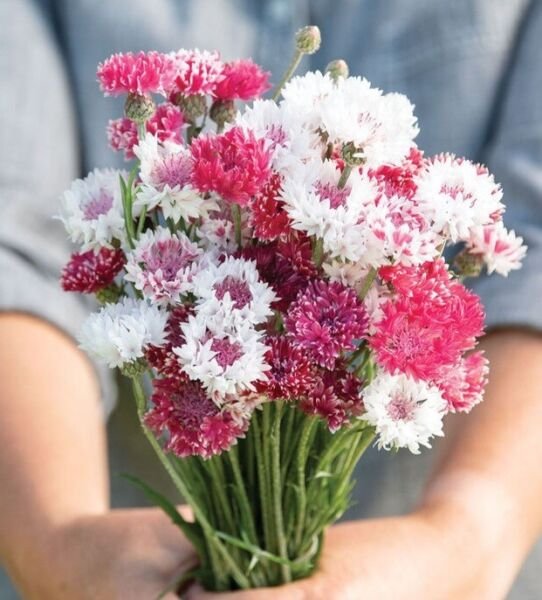 100 Bachelor Button Classic Romantic Mix Seeds Fresh Indoor Outdoor Garden