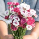 100 Bachelor Button Classic Romantic Mix Seeds Fresh Indoor Outdoor Garden