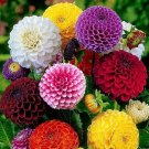 40 Dahlia Pompon Mix Seeds Fresh Indoor Outdoor Garden