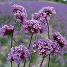 50 Tall Verbena Seeds Fresh Indoor Outdoor Garden