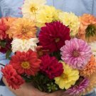 120 Dahlia Giant Mix Seeds Fresh Indoor Outdoor Garden