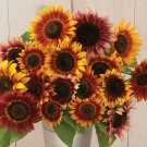 100 Sunflower Autumn Beauty Seeds Fresh Indoor Outdoor Garden