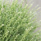 300 Persian Cress Seeds Fresh Indoor Outdoor Garden