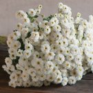 200 Feverfew Tetra White Seeds Fresh Indoor Outdoor Garden