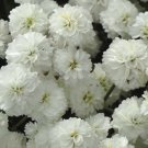 50 Yarrow The Pearl Seeds Fresh Indoor Outdoor Garden