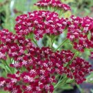 50 Yarrow Cerise Queen Seeds Fresh Indoor Outdoor Garden