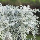 75 Dusty Miller Silverdust Seeds Fresh Indoor Outdoor Garden