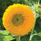 40 Teddy Bear Sunflower Seeds Fresh Indoor Outdoor Garden
