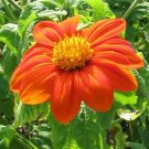 250 Tithonia Mexican Sunflower Seeds Fresh Indoor Outdoor Garden