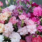 100 Carnation Double Picotee Mix Seeds Fresh Indoor Outdoor Garden