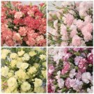 Carnation Variety Orange Sherbet Marie La France Benigna 100 Seeds Each Fresh Indoor Outdoor Garden