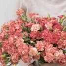 100 Carnation Orange Sherbet Seeds Fresh Indoor Outdoor Garden