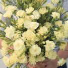 100 Carnation Marie Seeds Fresh Indoor Outdoor Garden