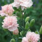 100 Carnation La France Seeds Fresh Indoor Outdoor Garden