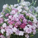100 Carnation Benigna Seeds Fresh Indoor Outdoor Garden