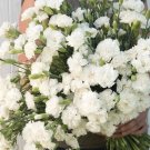 100 Carnation Jeanne Dionis Seeds Fresh Indoor Outdoor Garden