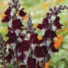 100 Snapdragon Night And Day Seeds Fresh Indoor Outdoor Garden