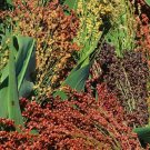 40 Broom Corn Seeds Fresh Indoor Outdoor Garden