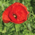250 American Legion Poppy Seeds Fresh Indoor Outdoor Garden