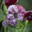 50 Pandora Poppy Seeds Fresh Indoor Outdoor Garden