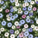 50 Nigella Love In A Mist Mix Seeds Fresh Indoor Outdoor Garden 50 Nigella Love In A Mist Mix Seeds Fresh Indoor Outdoor Garden