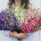 75 Larkspur Galilee Mix Seeds Fresh Indoor Outdoor Garden