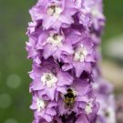 25 Delphinium Magic Fountains Cherry Blossom Seeds Fresh Indoor Outdoor Garden