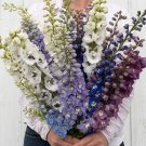 25 Delphinium Magic Fountains Mix Seeds Fresh Indoor Outdoor Garden