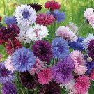 100 Bachelor Button Tall Mix Seeds Fresh Indoor Outdoor Garden