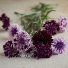 100 Bachelor Button Classic Magic Mix Seeds Fresh Indoor Outdoor Garden