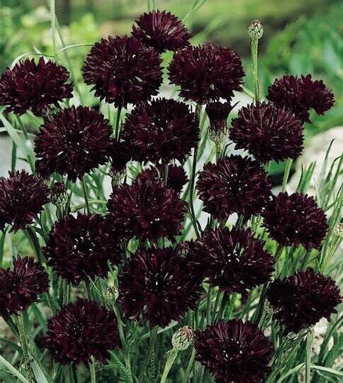 100 Black Bachelor Button Seeds Fresh Indoor Outdoor Garden