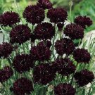 100 Black Bachelor Button Seeds Fresh Indoor Outdoor Garden