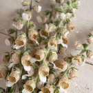 40 Cafe Creme Digitalis Seeds Fresh Indoor Outdoor Garden