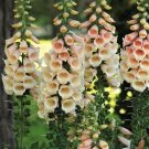 100 Apricot Beauty Digitalis Seeds Fresh Indoor Outdoor Garden