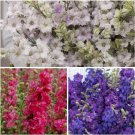 Larkspur Variety Smokey Eyes Carmine Dark Blue 40 Seeds For Each Variety X3 Fresh Indoor Outdoor Gar