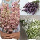 Larkspur Variety Fancy Pink Misty Lavender White 40 Seeds For Each X3 Fresh Indoor Outdoor Garden