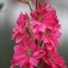 40 Larkspur Qis Carmine Seeds Fresh Indoor Outdoor Garden