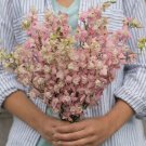 40 Larkspur Fancy Pink Seeds Fresh Indoor Outdoor Garden