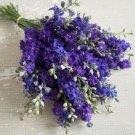 40 Larkspur Qis Dark Blue Seeds Fresh Indoor Outdoor Garden