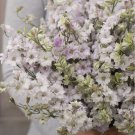 40 Larkspur Fancy Smokey Eyes Seeds Fresh Indoor Outdoor Garden