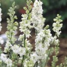 40 Larkspur Qis White Seeds Fresh Indoor Outdoor Garden
