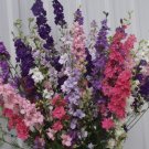 40 Larkspur Qis Mix Seeds Fresh Indoor Outdoor Garden