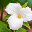 White Trillium Trillium Grandiflorum Bare Root Live Plant Indoor Outdoor Garden