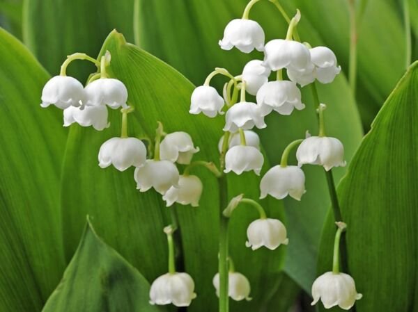 Lily Of The Valley Convallaria Majalis Bare Root Live Plant Indoor ...