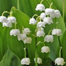 Lily Of The Valley Convallaria Majalis Bare Root Live Plant Indoor Outdoor Garden