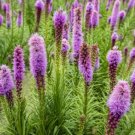 Blazing Star Liatris Spp Bare Root Live Plant Indoor Outdoor Garden