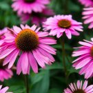 Purple Coneflower Echinacea Purpurea Bare Root Live Plant Indoor Outdoor Garden Purple Coneflower Echinacea Purpurea Bare Root Live Plant Indoor Outdoor Garden