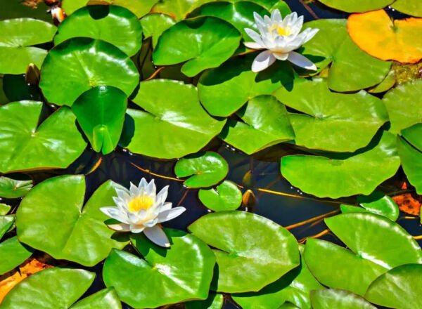 Lily Pads Bare Root Live Plant Indoor Outdoor Garden